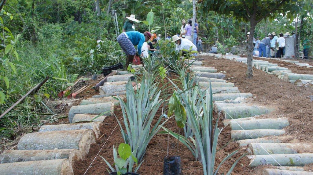 Vegetação Do Campo - Desenho de bagodeouro - Gartic